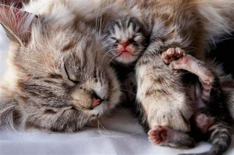 Kitten Development Learn About Newborn Kitten Development