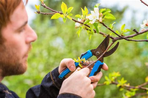 How To Prune Cherry Trees Minneopa Orchards
