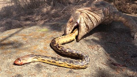 Watch “python Devours Fully Grown Goat Whole In Stomach Churning Moment”