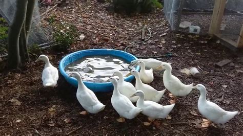 How To Raise Ducks In Your Backyard From Start To Finish Part 2 Youtube