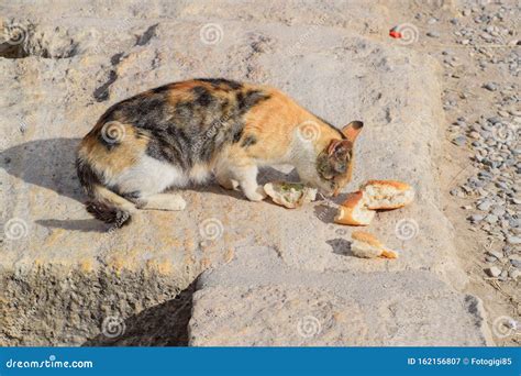 Tricolor Cat Eats Bread On Stone Feeding A Domestic Cat Stock Image