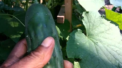 How To Harvest Cucumbers Youtube