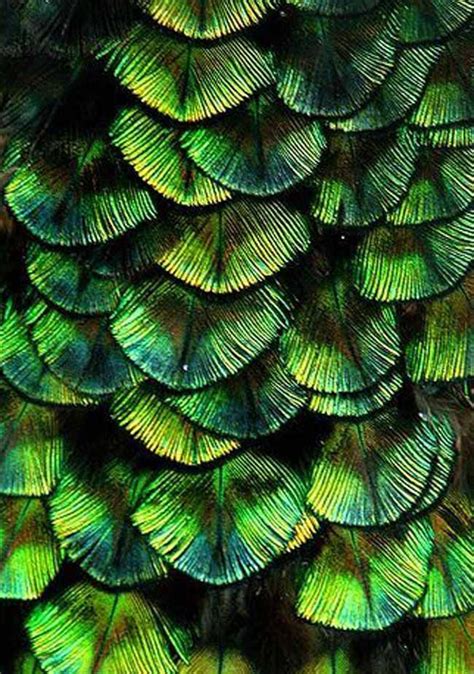 We did not find results for: hummingbird feathers | Green aesthetic, Shades of green, Patterns in nature
