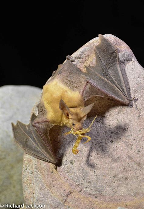 Pallid Bat A Tough Bat Who Defies The Rules Bat Bat Species Bat