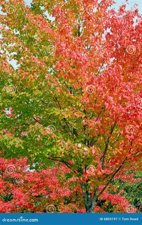 Colorful Leaves In Autumn Tree Stock Image Image Of Colourful