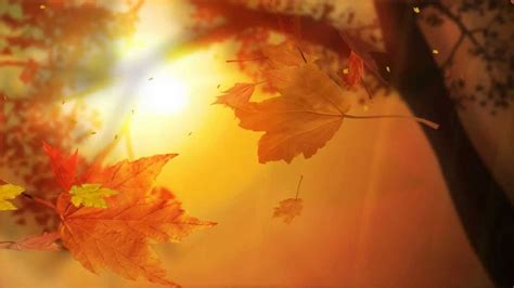 Leaf Fall Animated Wallpaper Youtube