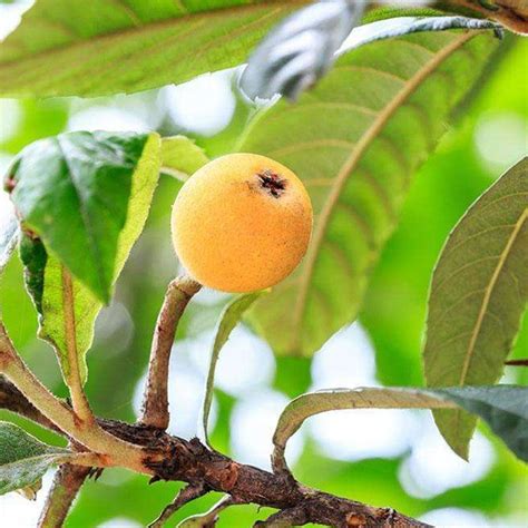 5 Pcs Loquat Treechinese Plumseeds Sweet Juicy Fruit Tree Plant Seed