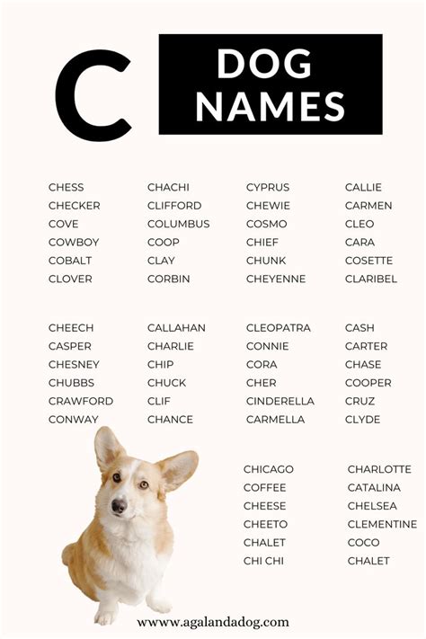 List Of Dog Names That Start With C Both Male And Female Name Cute