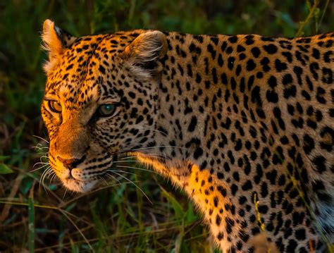 Leopard Kwando Concession Linyanti Marshes Botswana Blaine