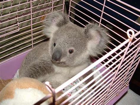 Unshelved Words Its Pink For This Koala