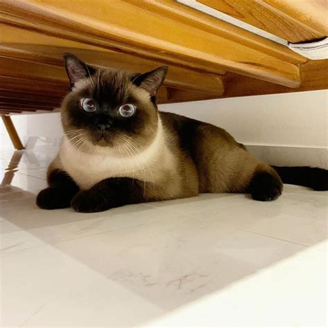 14 Amazing Facts About Siamese Cats Page 2 Of 3 Petpress