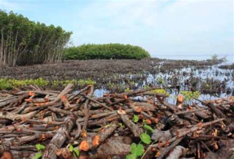 Situs Mangrove Bangko Tappampang Takalar Terancam Industri Arang