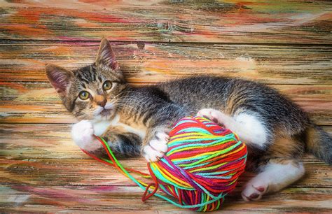 kitten and ball of yarn photograph by garry gay pixels