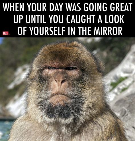 We Turned Stunning Wildlife Photography Into Relatable Memes For World