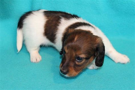Twenty fourth that have a. AKC miniature dachshund puppies for sale - Texas Country ...