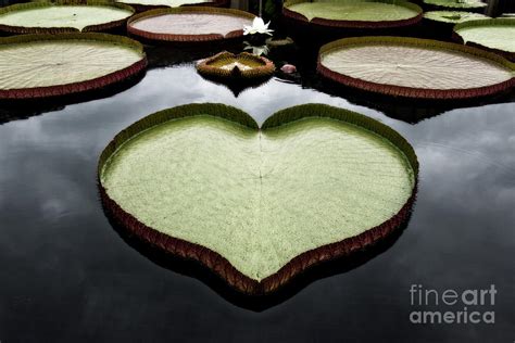 Heart Shaped Lily Pad Photograph By Tom Gari Gallery Three Photography