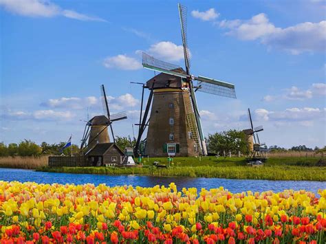 オランダの国花チューリップを発見