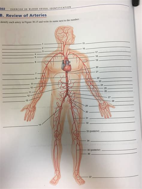 Review Of Arteries Diagram Quizlet