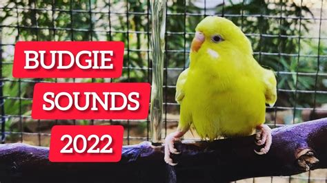 Budgies Singing And Talking Happy Budgies Sounds Youtube