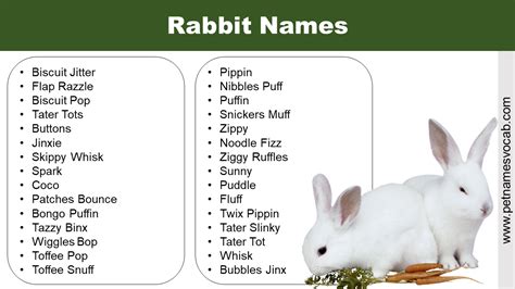 Funny Rabbit Names For Your Adorable Pet Pet Names Vocab