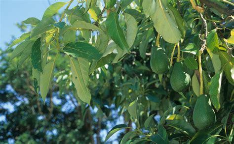 Persea Americana Avocado