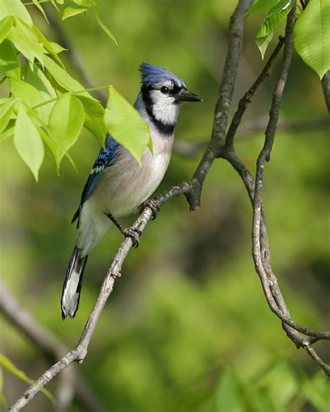 Crows Jays Larks All Three Species Expected In Indiana Have Been