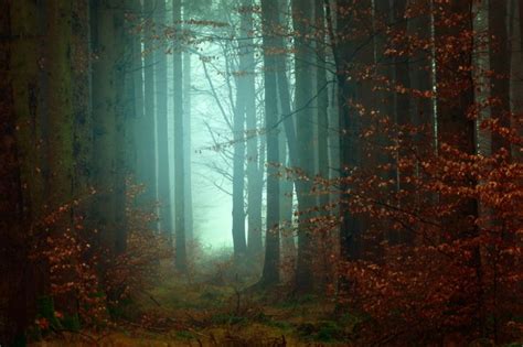 Forest Tree Fog And Foggy Hd Photo By Johannes Plenio Jplenio On