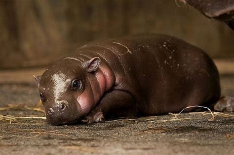 Baby Hipo Cute Hippo Baby Hippo Cute Baby Animals