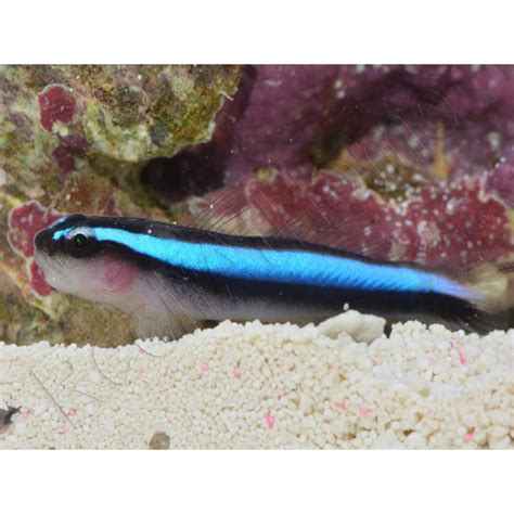 Elacatinus Oceanops Gobie Néon Bleu Elevage Proaquatix 3 4 Cm Vpc