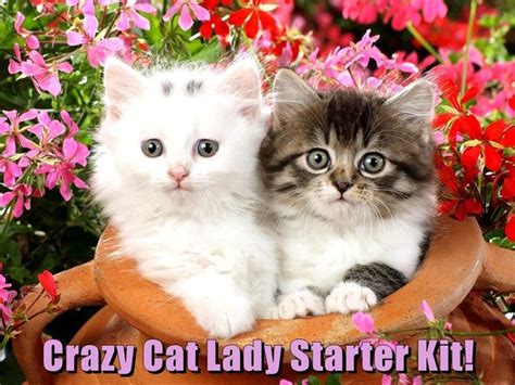 Grab The Unbelievable Funny Crazy Lady Cat Memes Hilarious Pets Pictures