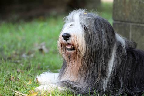 Best Bearded Collie Dog Food Spot And Tango