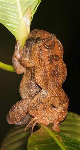 For The Kermit Sutra New Mating Position Reported For Frogs Business