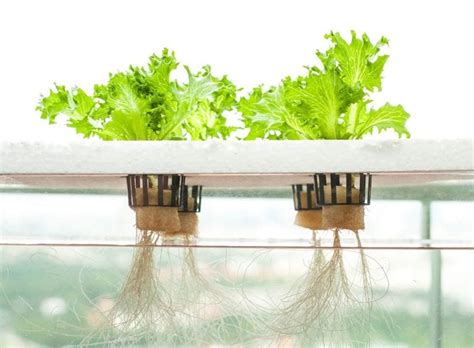 A Beginner Guide To Hydroponics The Frisky