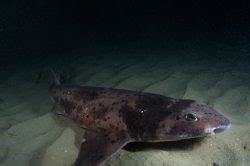 Australian Swellshark Cephaloscyllium Laticeps Shark Database