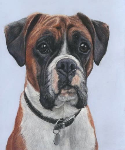 Alfie Boxer Dog Portraits Sarahs Pet Portraits
