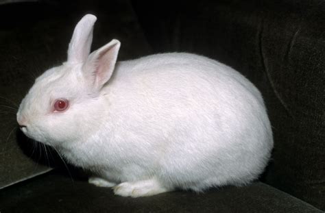 Polish Rabbit Breed Pictures Traits And Facts Pet Keen