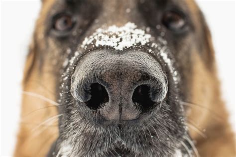 Premium Photo Dogs Nose Close Up Snowflakes On The German Shepherds