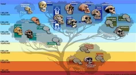 Human Evolution Tree