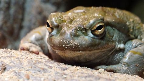 Park Service To Visitors Stop Licking Toads To Get High Thanks Online Social Shop