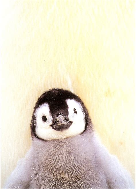The 25 Best Baby Penguins Ideas On Pinterest Cute