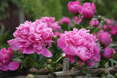 Peonies Tips For Successful Growth