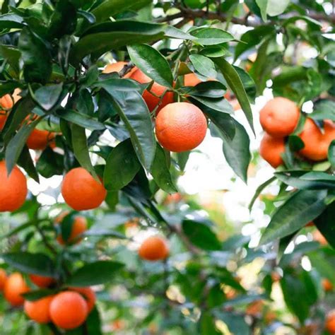 Blood Orange Tree Order Online Plantingtree