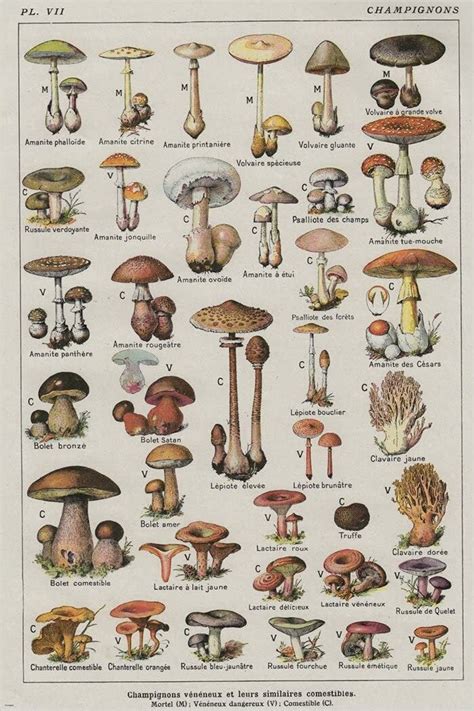 Retro Art Decorative Vintage French Mushroom Chart Types Table Of