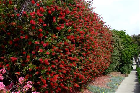 Evergreen Shrubs For Privacy Zone 7