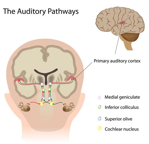 What Is The Auditory System With Pictures
