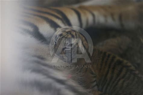 Istanbuls First Bengal Tiger Cubs Anadolu Ajansı