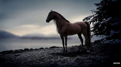 Free Download The Wallpaper Backgrounds Horse Wallpaper 1024x768 For