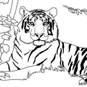 An Illustration Of White Siberian Tiger Coloring Page An Illustration