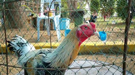 Pameran Ayam Ratu Di Pahang Malaysia Youtube