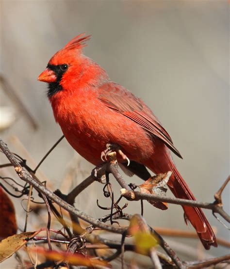 Northern Cardinal Cardinalis Cardinalis Adult Male North Flickr